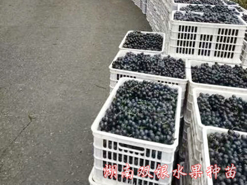葡萄