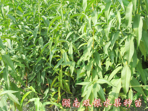 黄桃苗