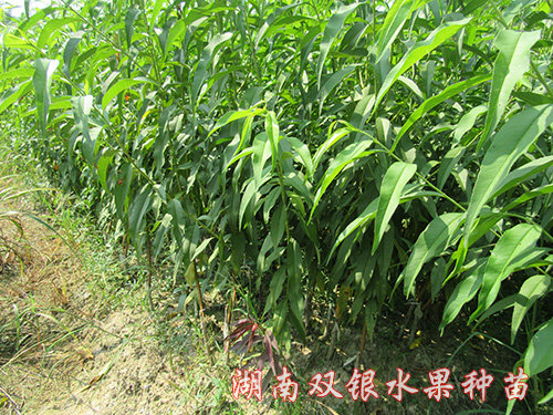 黄桃苗