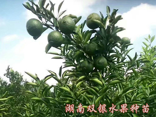 黄金贡柚