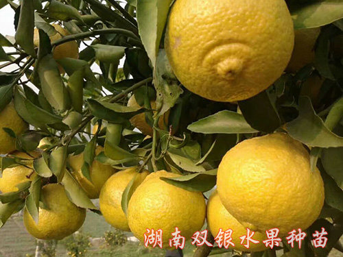 黄金贡柚