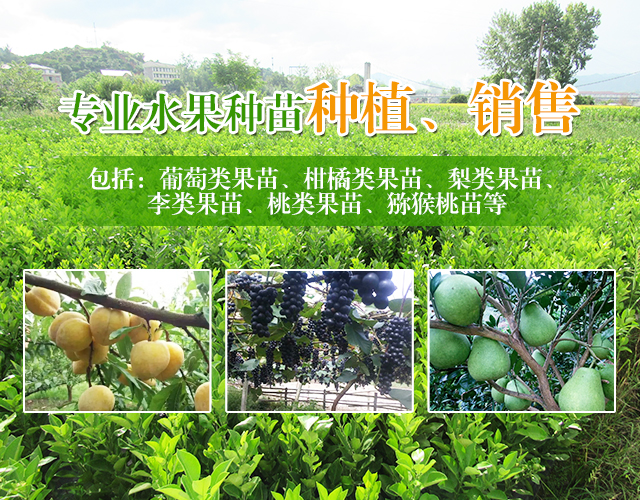 湖南双银水果种苗专业合作社_苗木基地|果树园艺|苗木培育